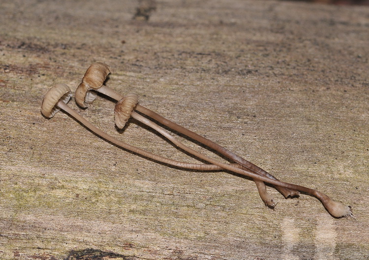 Funghetto da det. (Hemimycena/Delicatula sp.)